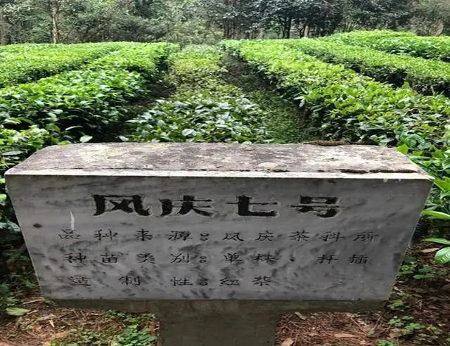 探訪雲南定點扶貧項目後，我們決定做一件事……插圖2