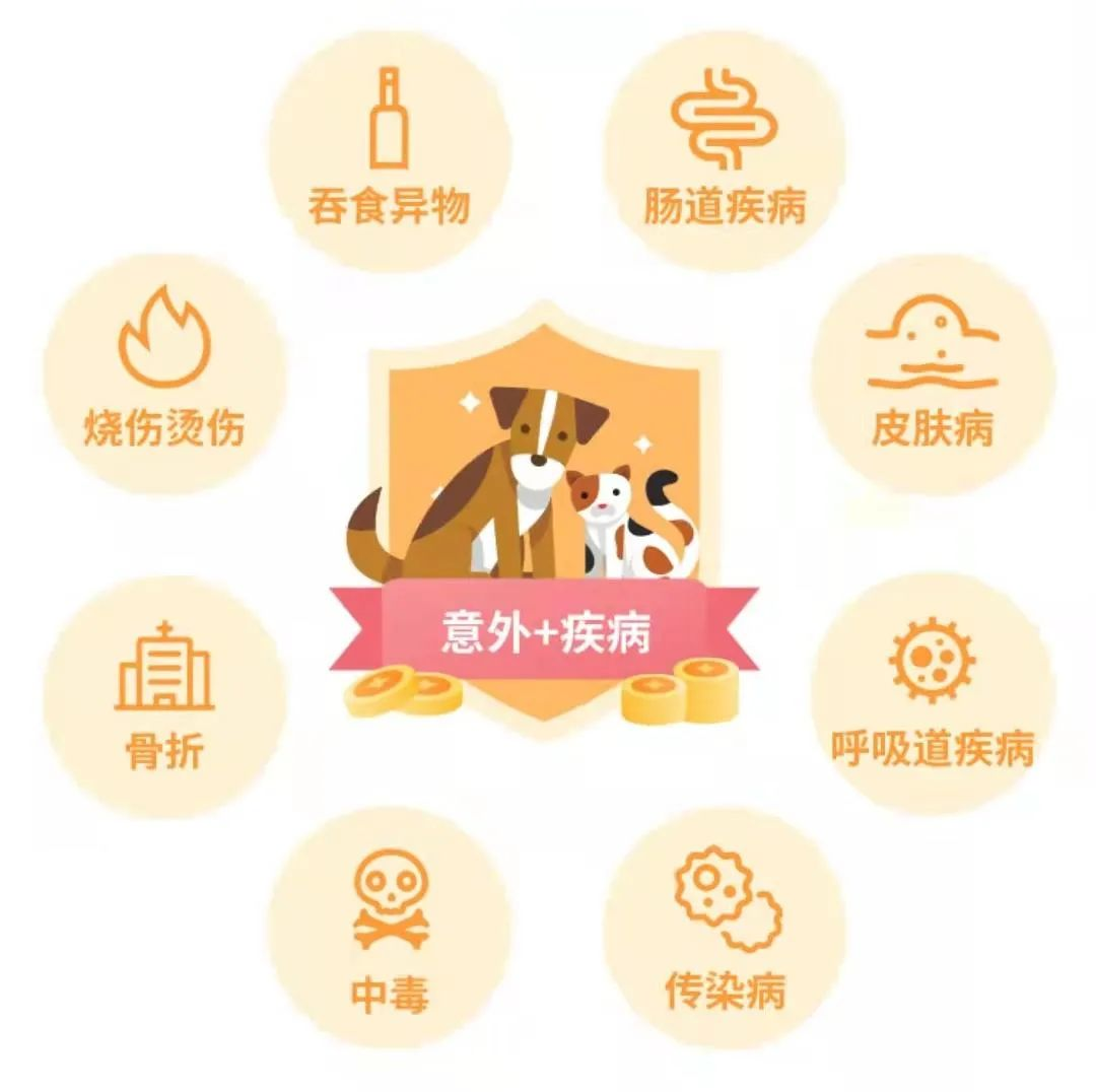 “鏟屎官們”看過來！愛寵生病、在外闖禍，它都能賠~插圖8